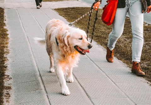 A person walking a dog on a leash.