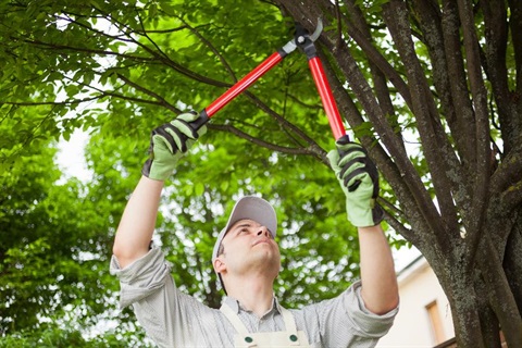A man prunes some branches on a tree with some loppers.