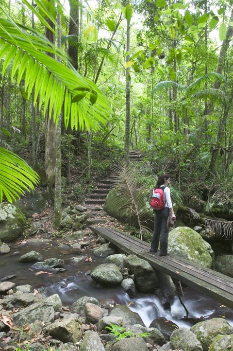 A person hiking through the rainforest.