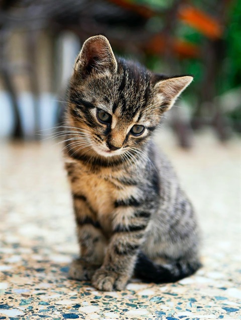 A kitten sitting on the pavement.