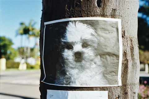A picture of a lost dog stapled to a telegraph pole.
