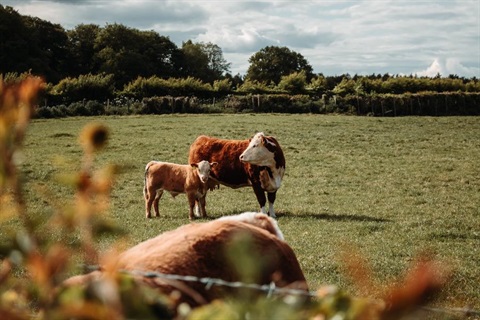 A heifer and calf in a paddock.