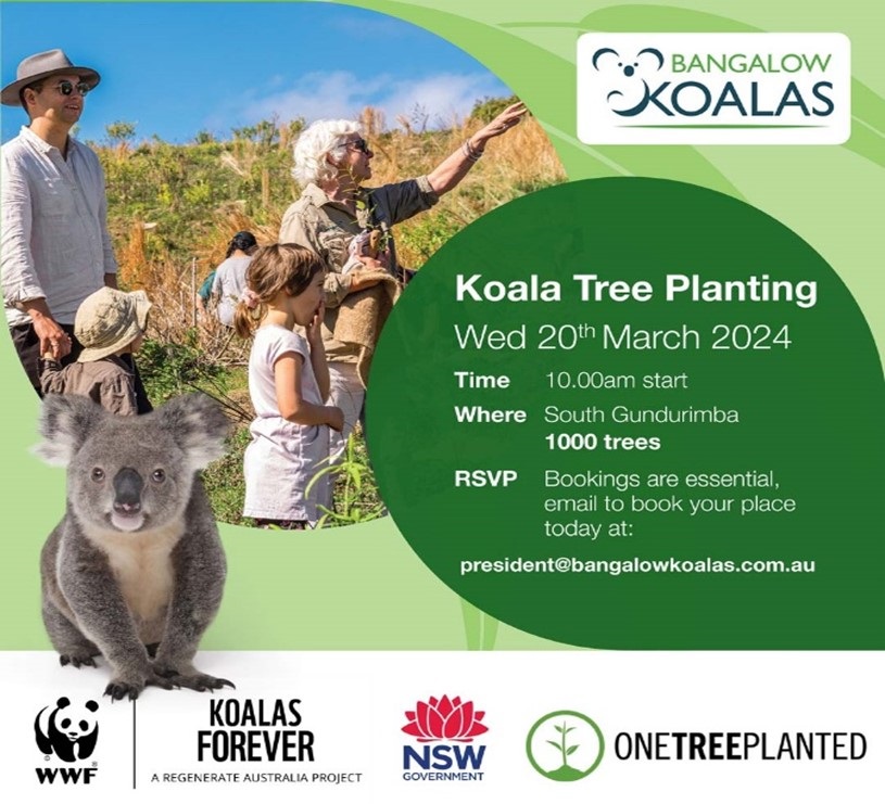 koala-tree-planting.jpg