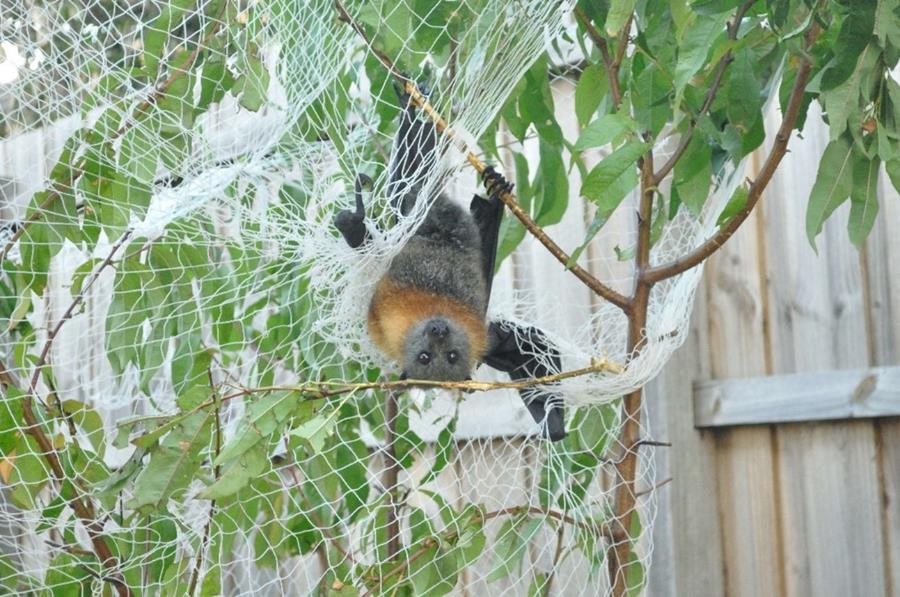 Flying-fox-caught-in-fruit-netting.jpg