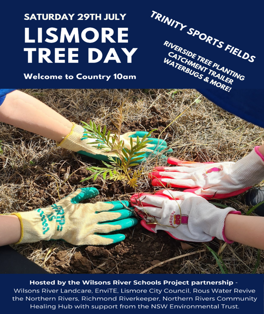 Lismore-Tree-Day.png
