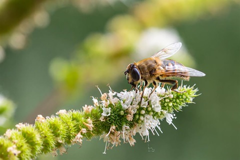 A bee pollinating a flower.