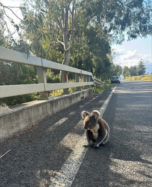 koala sitting on the road