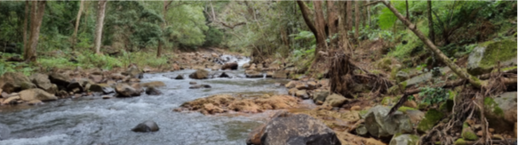 a riverbank