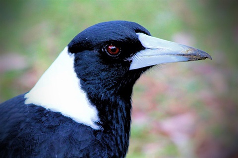 magpie