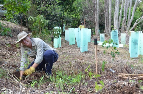 Council staff planting trees.