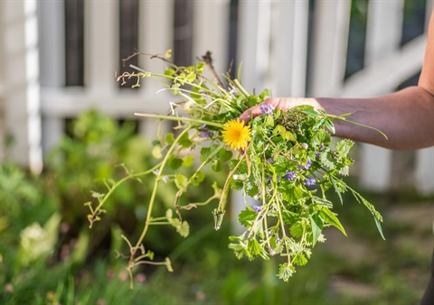 A person holding a bunch of weeds.