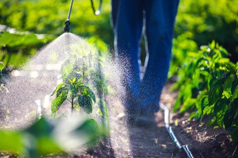 A farmer spraying some plants.