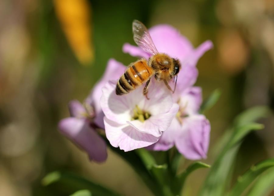 bee-on-flower.jpg
