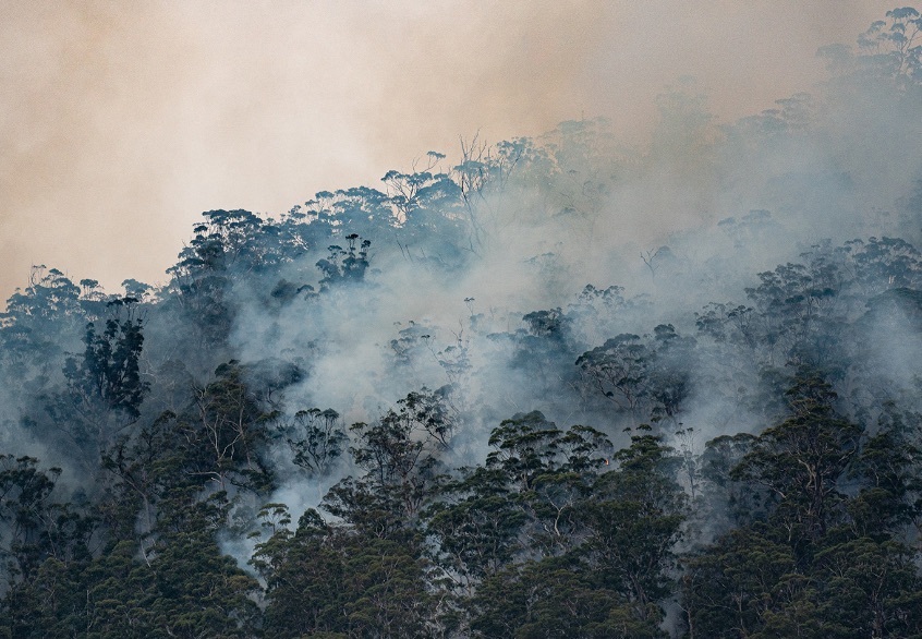 bushfire-resilience.jpeg