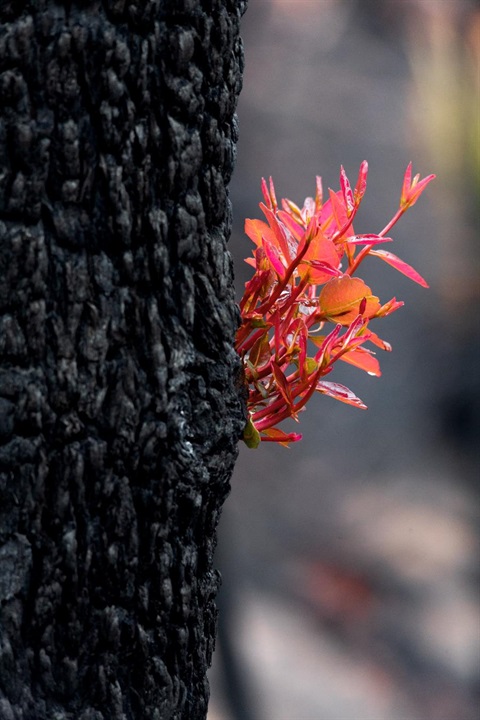 A burnt tree with new shoots.