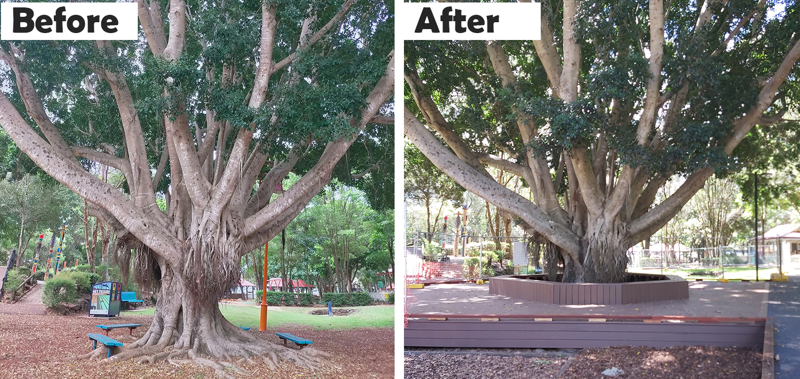 heritage-park-slide-fig-tree.jpg