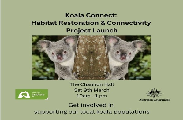 koala-connect.jpg