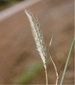 Pitted-bluegrass-Bothriochloa-decipiens.png
