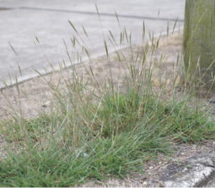 Red-Leg-Grass-Bothriochloa-macra.png
