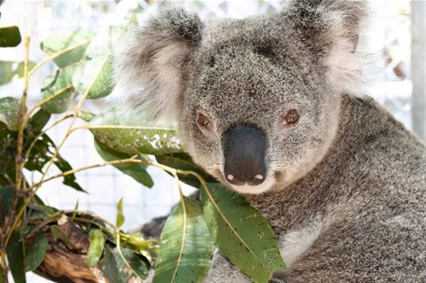 koala