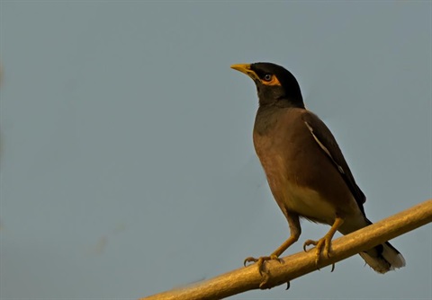 indian-myna.jpg