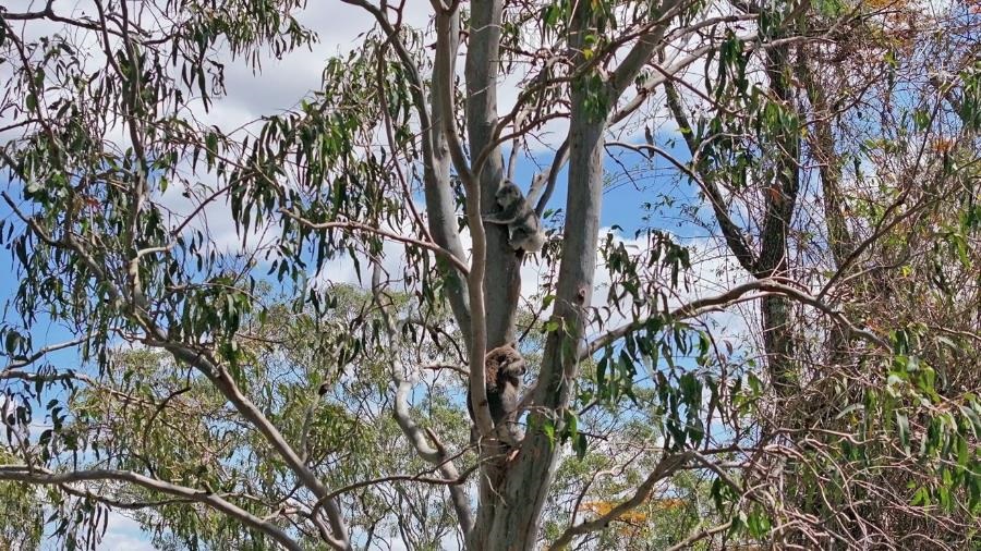 koala.jpg