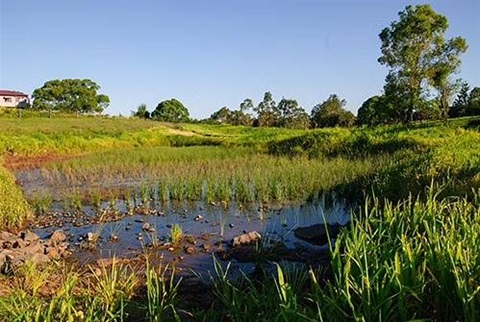 plants at Slaters Creek wetland